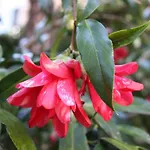 La Camelia D'oro * オッジェッビオ