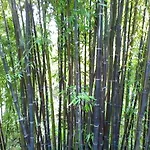 La Camelia D'oro * オッジェッビオ