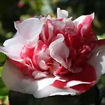 La Camelia D'oro オッジェッビオ