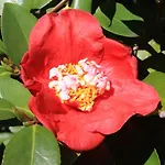 La Camelia D'oro アパート