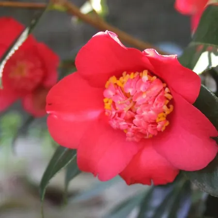 La Camelia D'oro Apartment Oggebbio