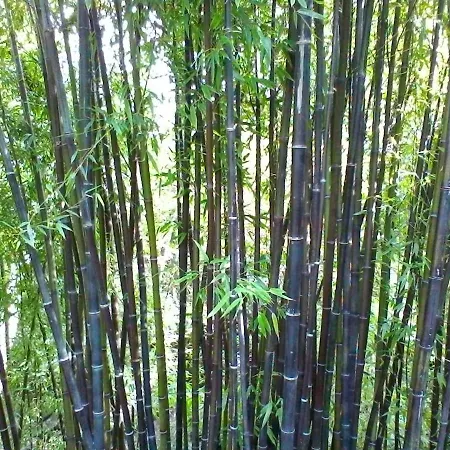 La Camelia D'oro * Оджеббио