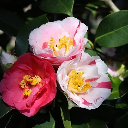 La Camelia D'oro *