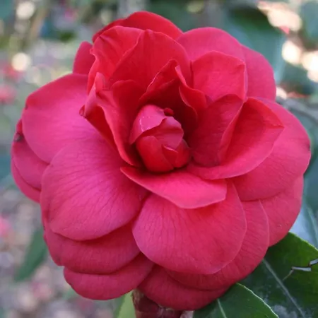 La Camelia D'oro *