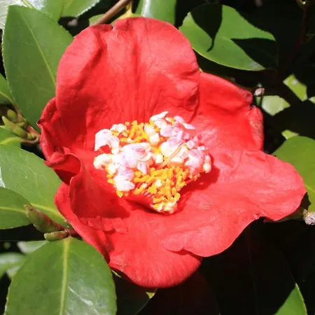 La Camelia D'oro Appartement